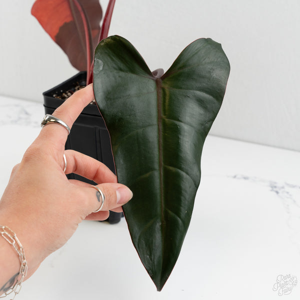 Philodendron 'Dark Lord' Variegated (wk8-UC)