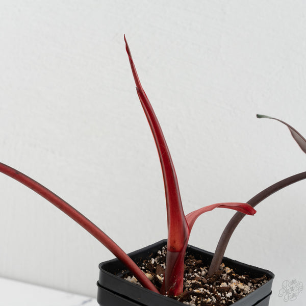 Philodendron 'Dark Lord' Variegated (wk8-UC)