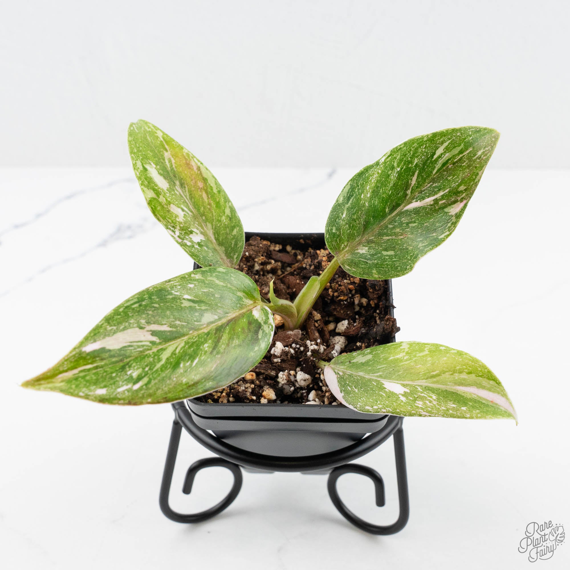 philodendron green princess rare Philodendron 'Scarlet Princess' ('Red Anderson' Mutation) Variegated (