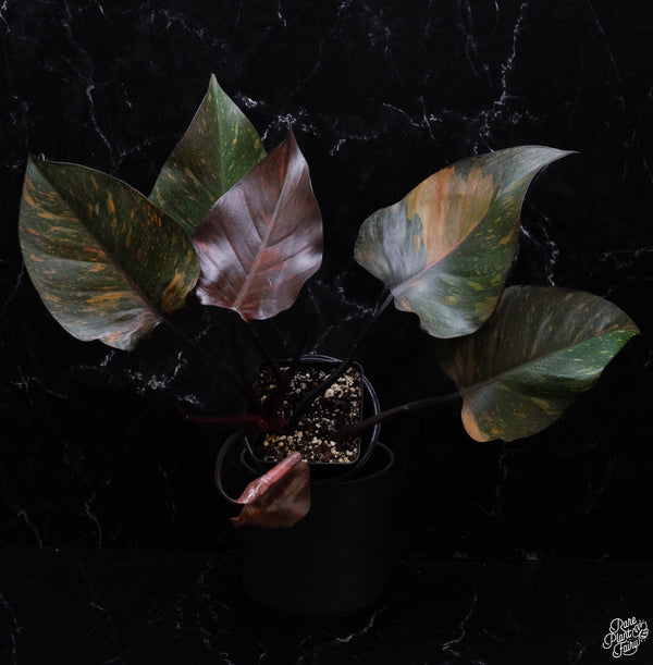 Philodendron 'Orange Princess' *Grower's choice*