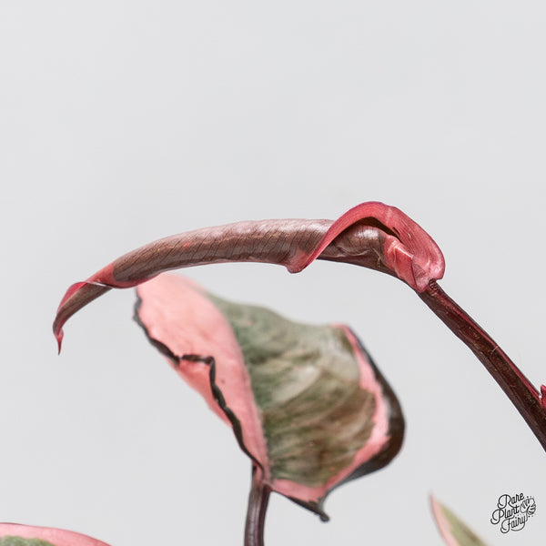 Philodendron Erubescens 'Pink Princess' Outer Variegated (wk51-F)