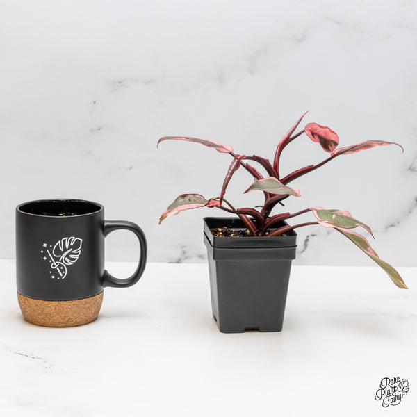 Philodendron Erubescens 'Pink Princess' Outer Variegated (wk51-F)