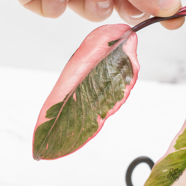 Philodendron Erubescens 'Pink Princess' Outer Variegated (wk51-F)