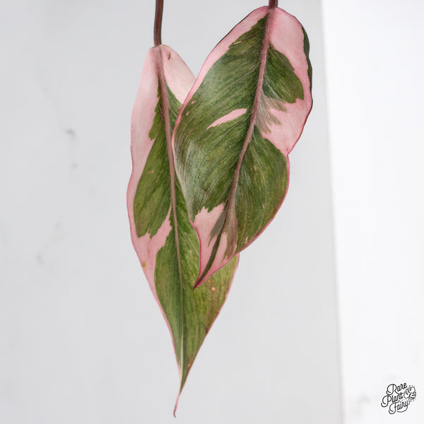 Philodendron Erubescens 'Pink Princess' Outer Variegation (wk43-B)