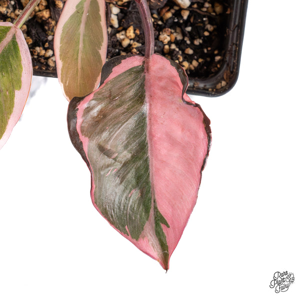 Philodendron Erubescens 'Pink Princess' Outer Variegation (wk43-B)