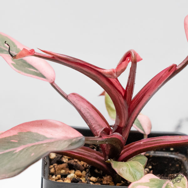 Philodendron Erubescens 'Pink Princess' *Mutation* (wk48-Q)