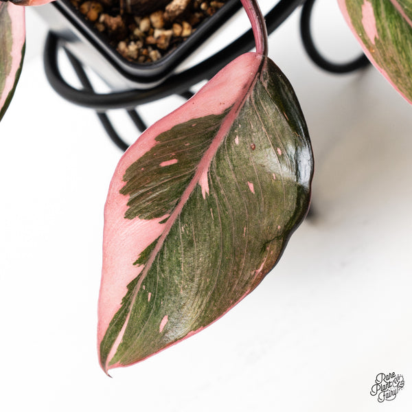 Philodendron Erubescens 'Pink Princess' *Mutation* (wk48-Q)
