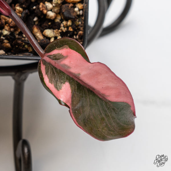 Philodendron Erubescens 'Pink Princess' *Mutation* (wk49-I)