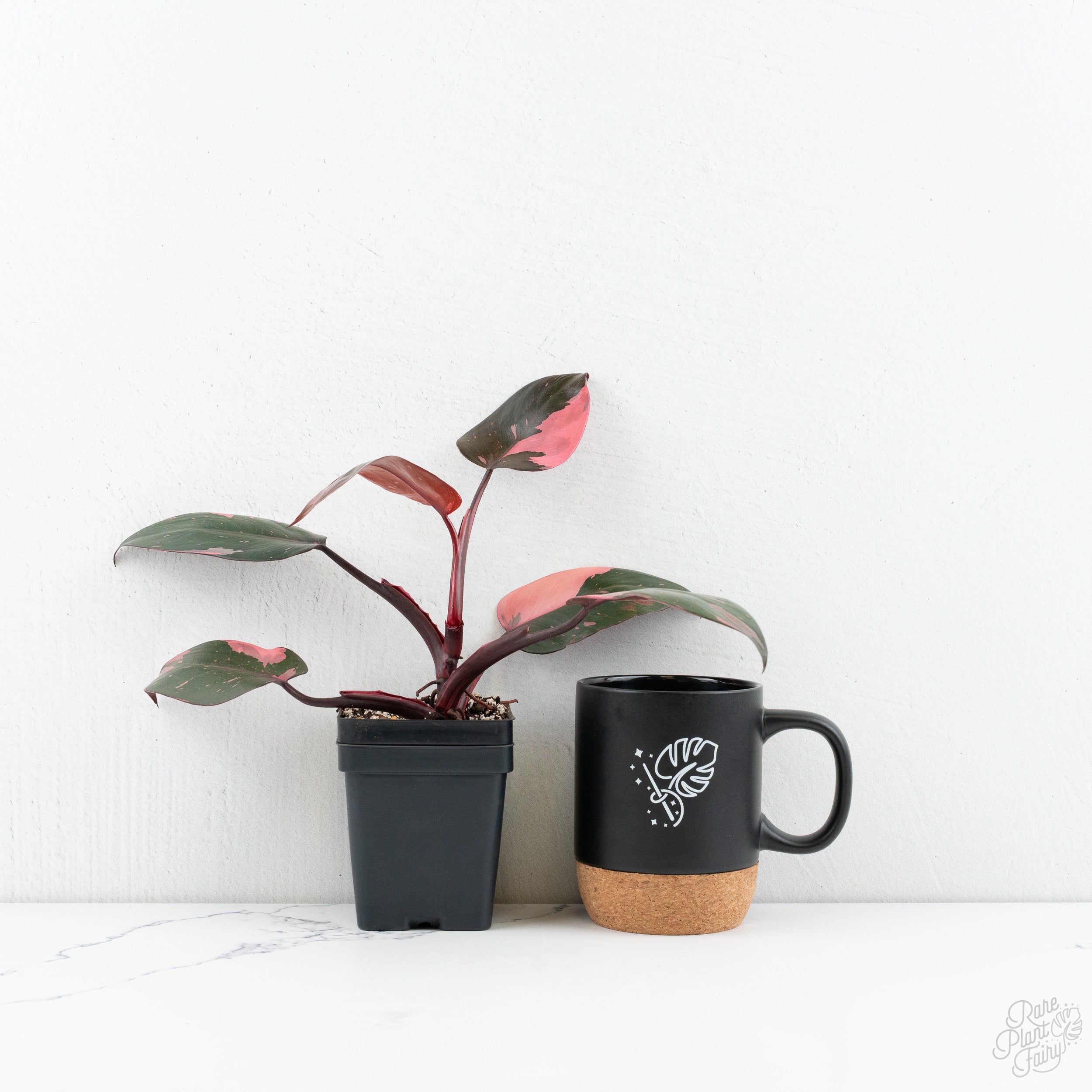 Philodendron erubescens 'Pink Princess' - Legacy (wk9-A) – Rare