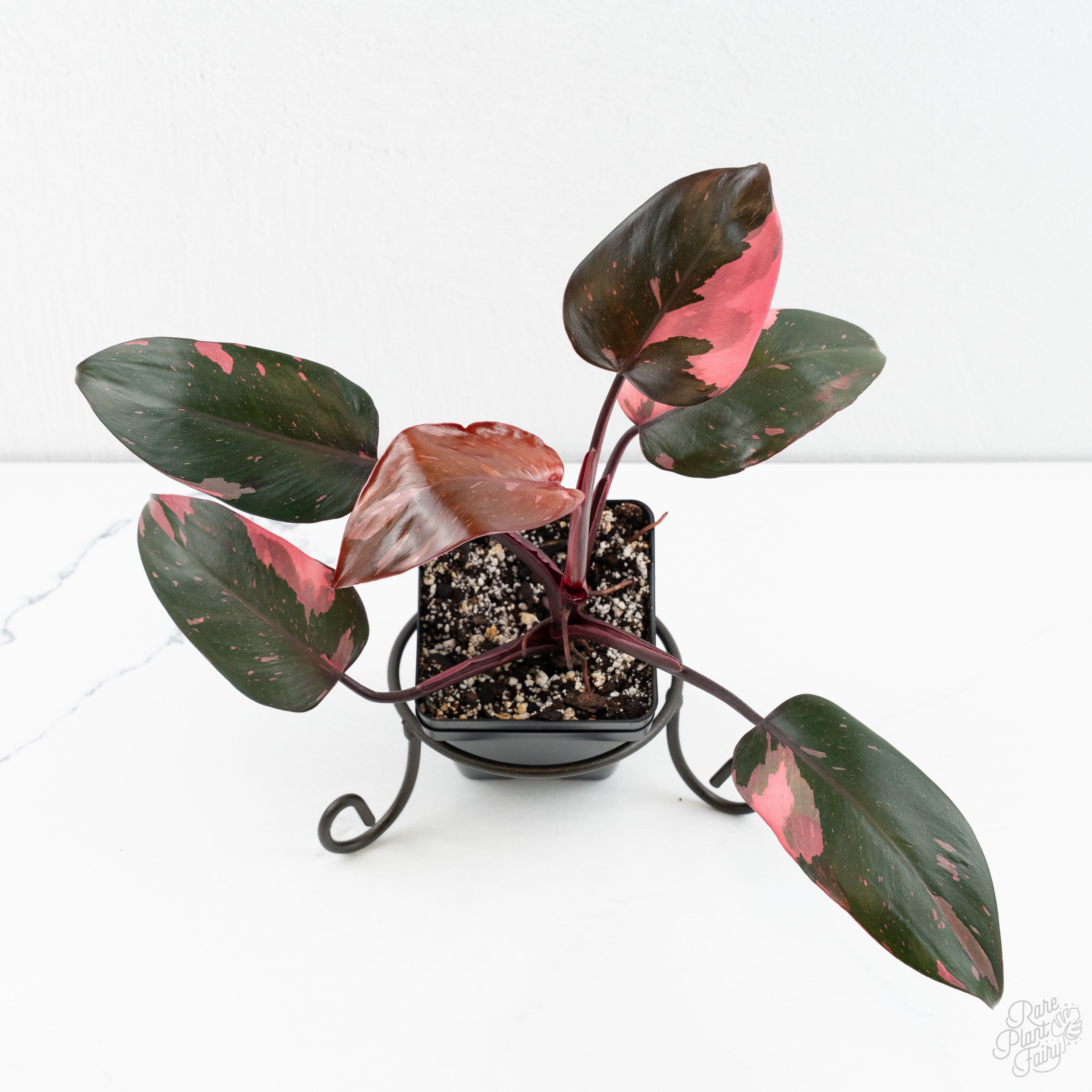Philodendron erubescens 'Pink Princess' - Legacy (wk9-A) – Rare