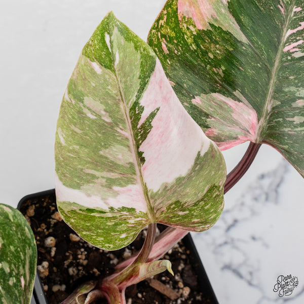 Philodendron 'Scarlet Princess' ('Red Anderson' Mutation) (wk42-Q)