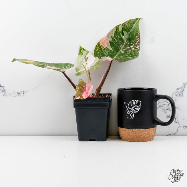 Philodendron 'Scarlet Princess' ('Red Anderson' Mutation) (wk42-Q)