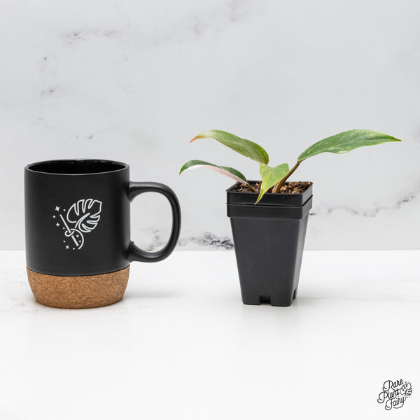 Philodendron 'Scarlet Princess' ('Red Anderson' Mutation) Variegated (wk49-A)