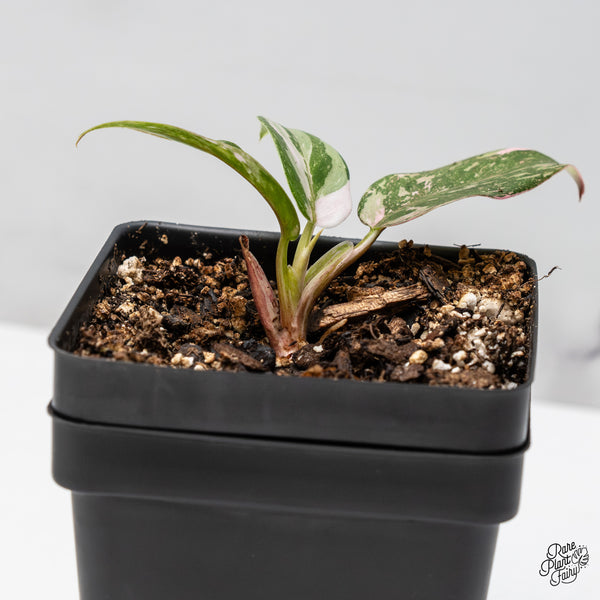 Philodendron 'Scarlet Princess' ('Red Anderson' Mutation) Variegated (wk49-F)