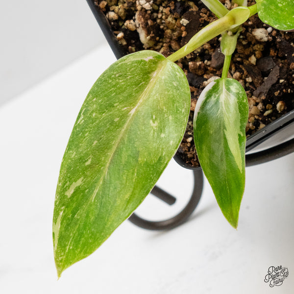 Philodendron 'Scarlet Princess' ('Red Anderson' Mutation) Variegated (wk1-H)