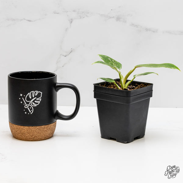 Philodendron 'Scarlet Princess' ('Red Anderson' Mutation) Variegated (wk1-H)