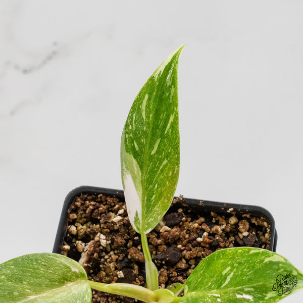 Philodendron 'Scarlet Princess' ('Red Anderson' Mutation) Variegated (wk1-H)