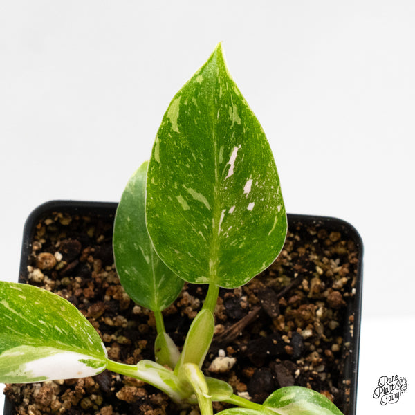 Philodendron 'Scarlet Princess' ('Red Anderson' Mutation) Variegated (wk1-H)