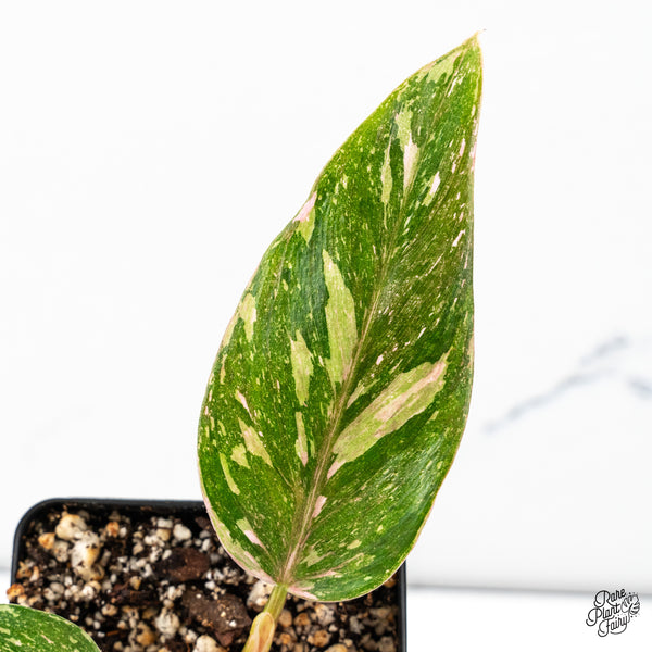 Philodendron 'Scarlet Princess' ('Red Anderson' Mutation) (wk46-I)