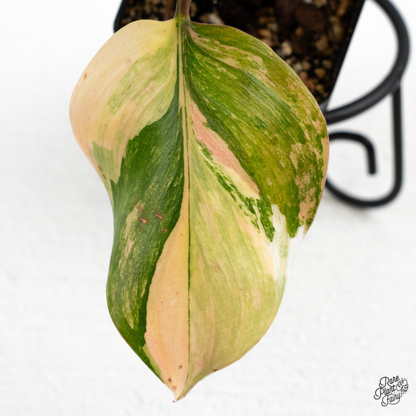 Philodendron Erubescens 'White Knight Aurea' (wk48-C)