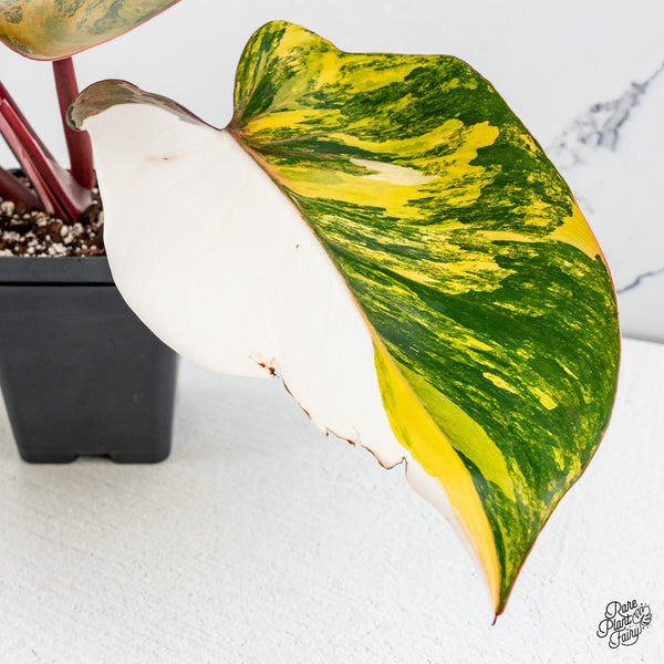 Philodendron Erubescens 'White Knight Aurea' (wk46-A)