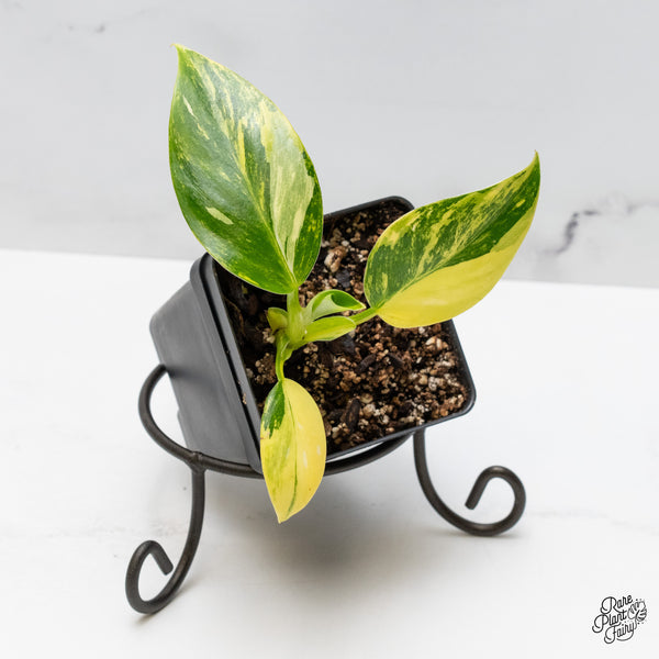 Philodendron Erubescens 'White Princess Aurea' (wk49-K)