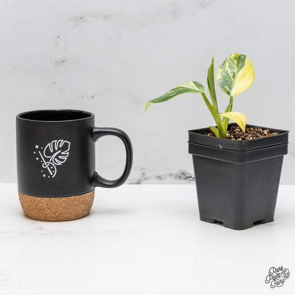 Philodendron Erubescens 'White Princess Aurea' (wk49-K)