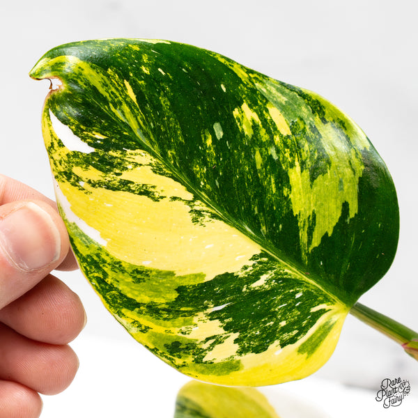 Philodendron Erubescens 'White Princess Aurea' with Pink (wk50-E)