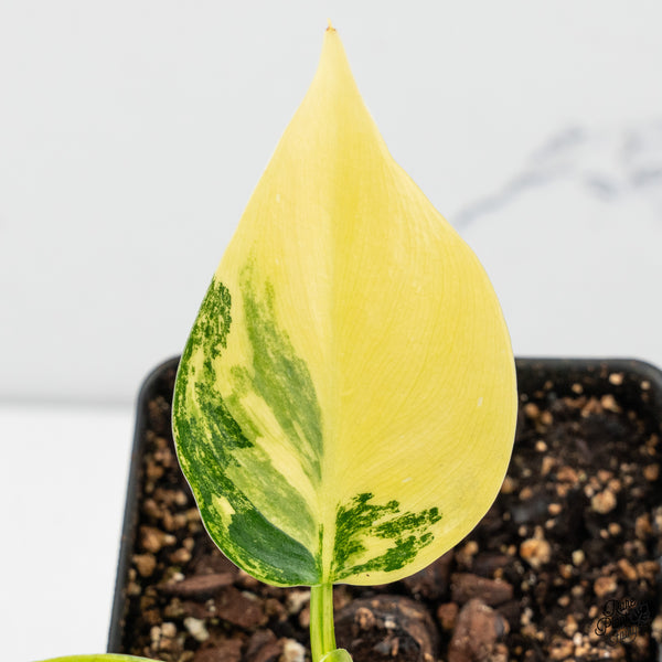 Philodendron Erubescens 'White Princess Aurea' (wk50-L)