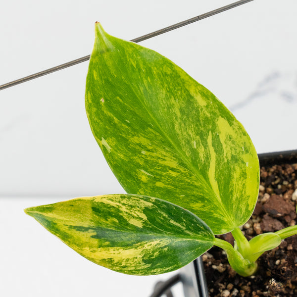 Philodendron Erubescens 'White Princess Aurea' (wk50-L)