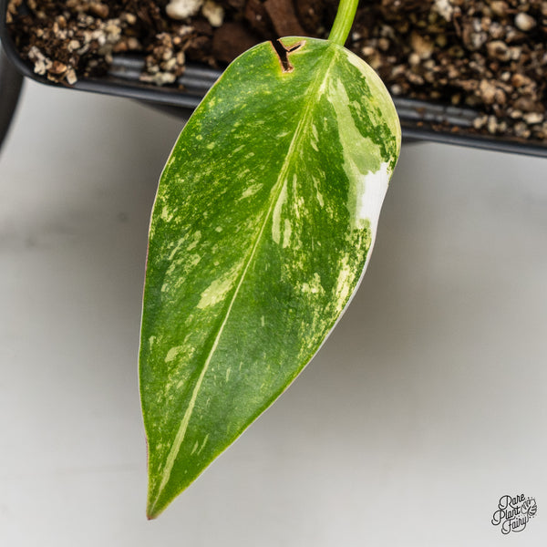 Philodendron Erubescens 'White Princess Aurea' (wk51-A)
