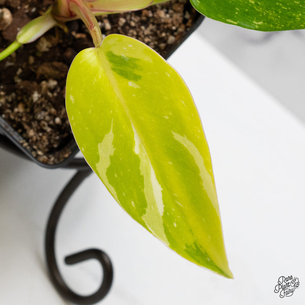 Philodendron Erubescens 'White Princess Aurea' (wk51-A)