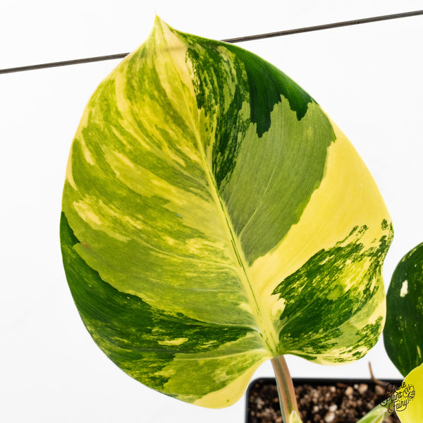 Philodendron Erubescens 'White Wizard' Aurea Variegated (wk42-V)