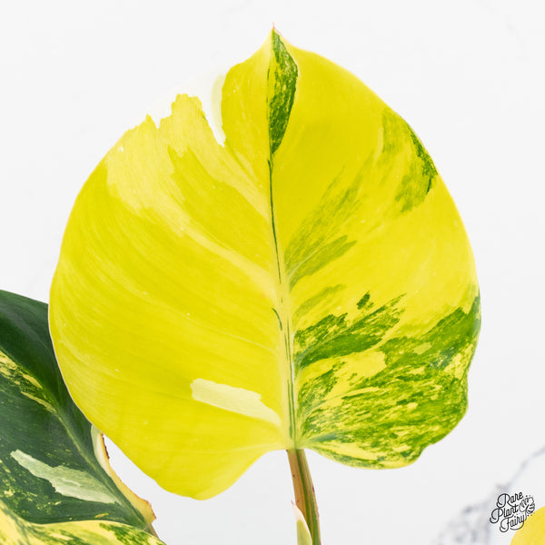 Philodendron Erubescens 'White Wizard' Aurea Variegated (wk42-V)