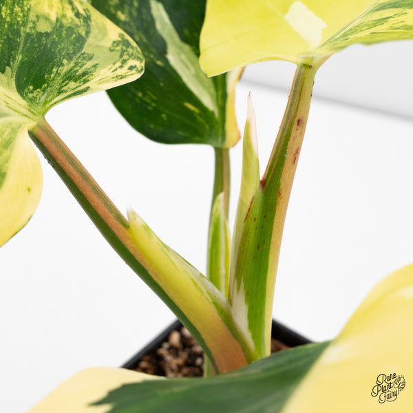 Philodendron Erubescens 'White Wizard' Aurea Variegated (wk42-V)