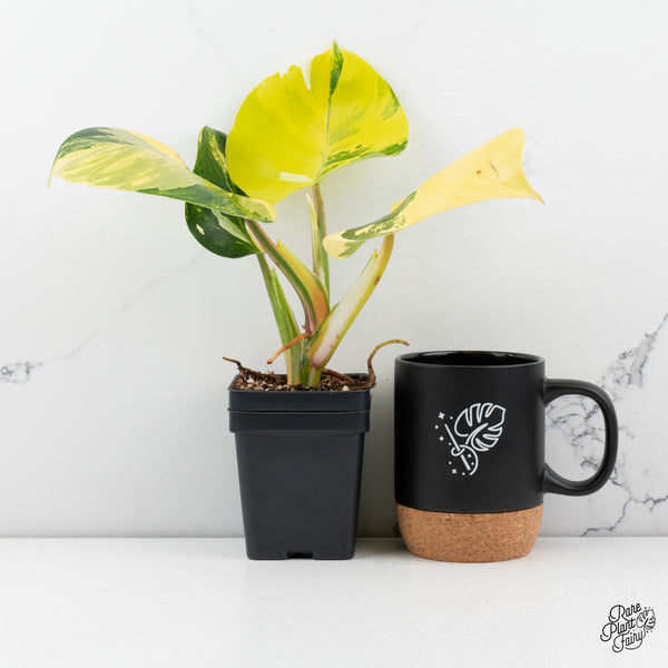 Philodendron Erubescens 'White Wizard' Aurea Variegated (wk42-V)