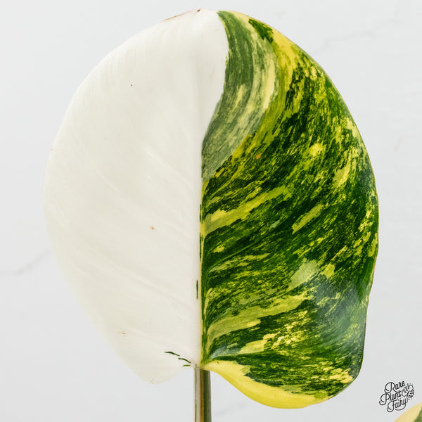 Philodendron Erubescens 'White Wizard' Aurea Variegated (wk50-R)
