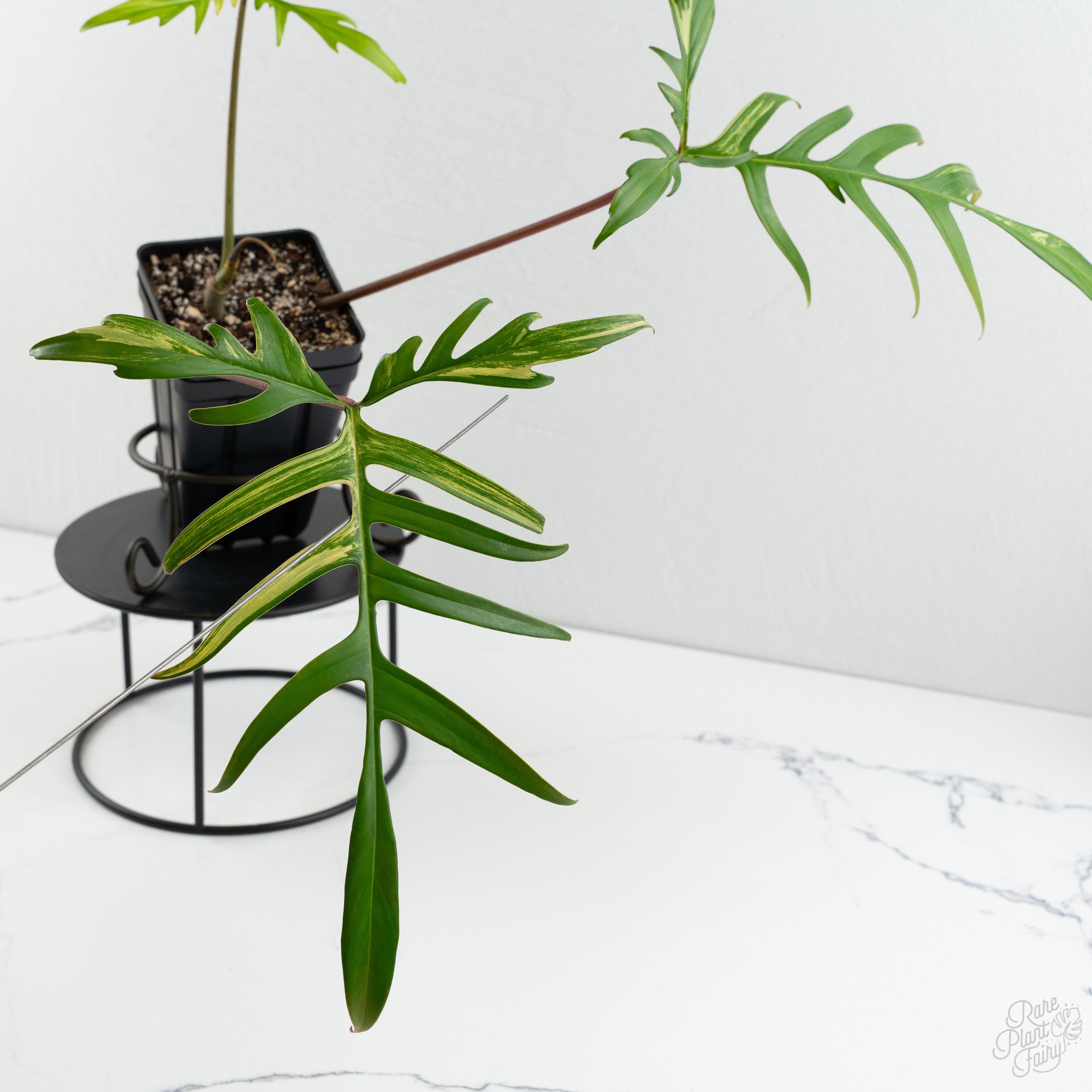 Philodendron 'Florida Beauty x Polypodioides' Variegated (wk8-UG