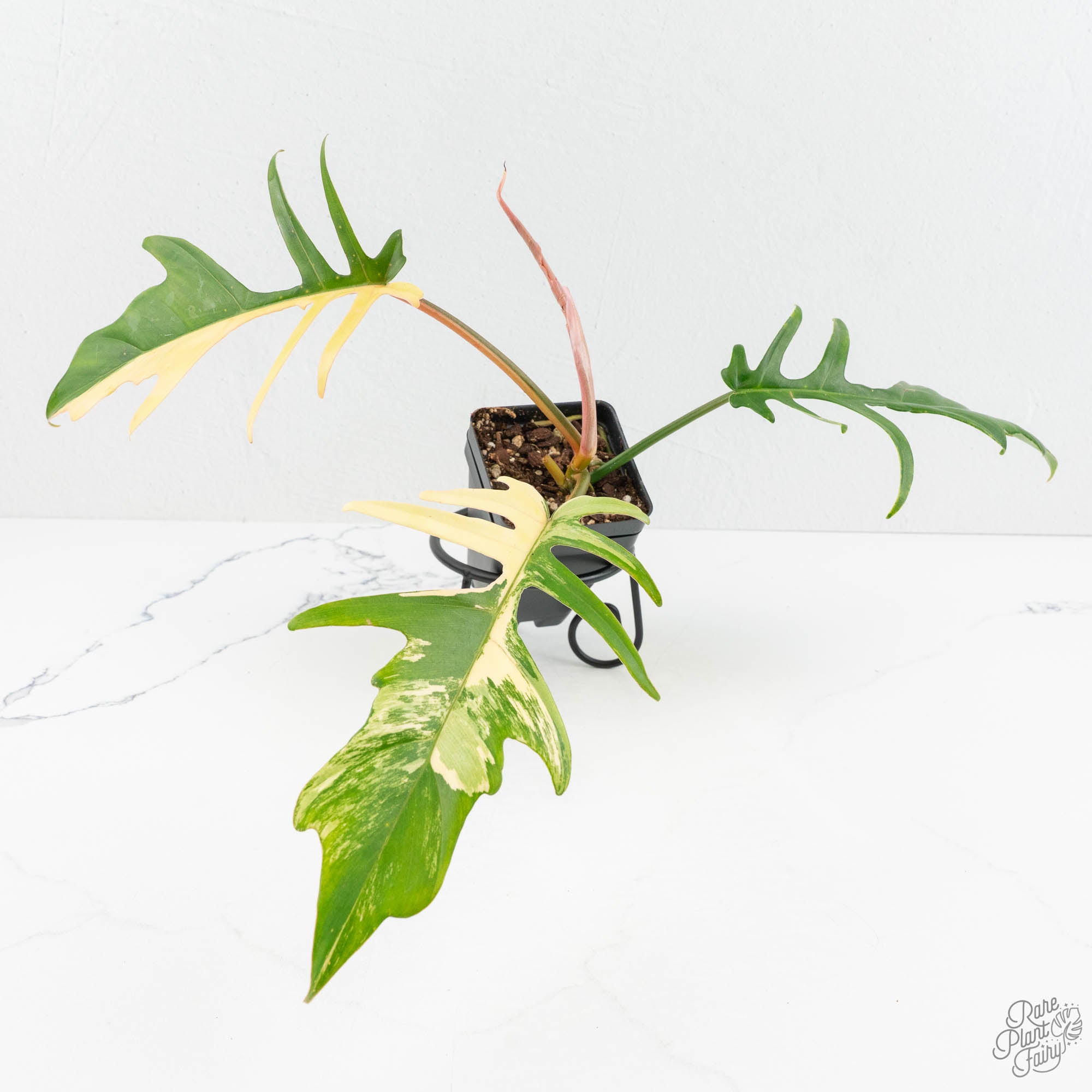 philodendron tortum variegated Philodendron 'Florida Beauty' x 'Tortum' Variegated (wk18-F)