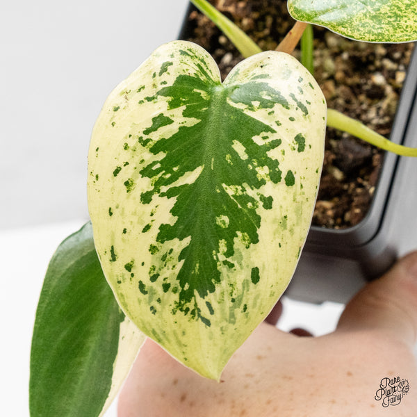 Philodendron Ilsemanii *Kunzo Lineage* (wk50-F)