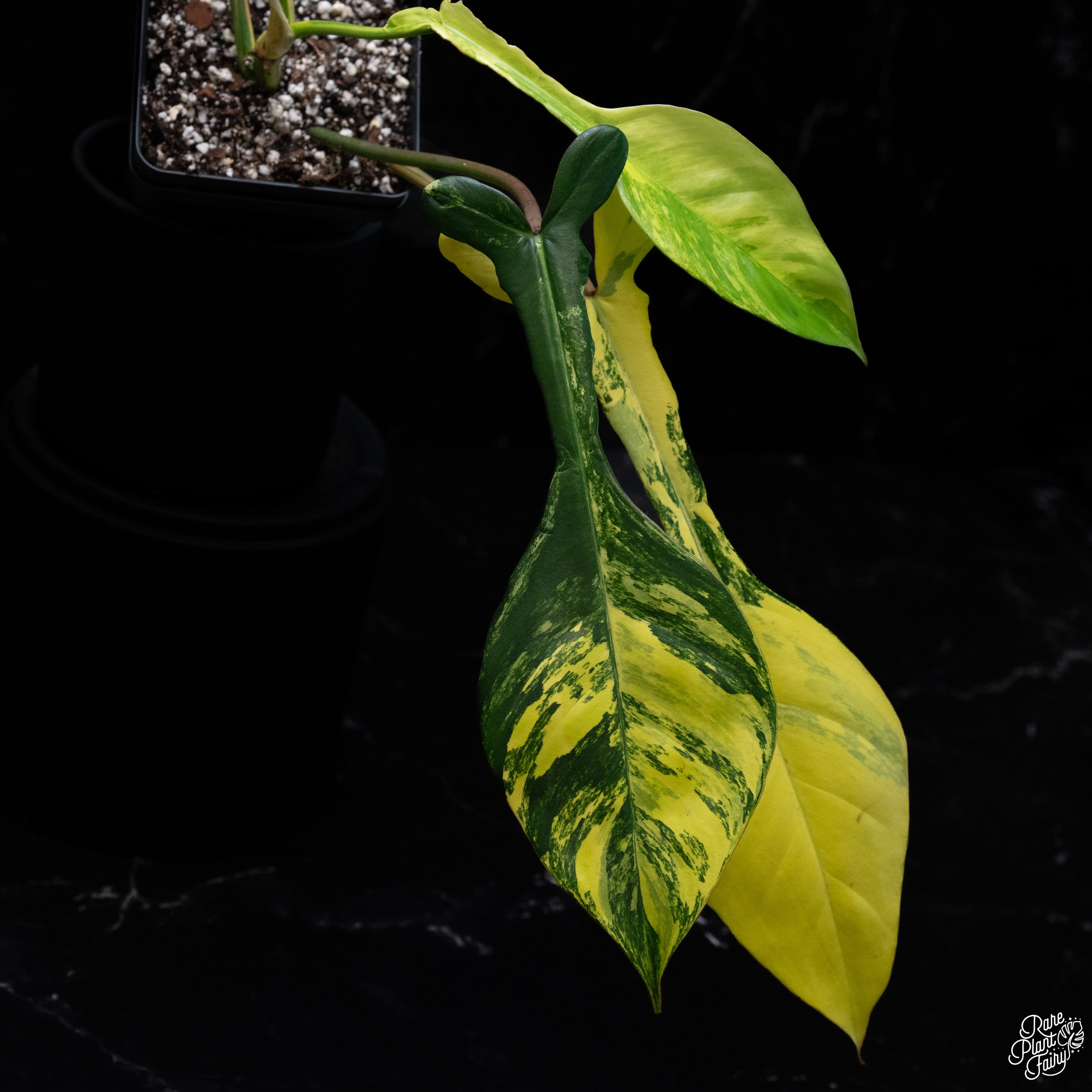 Philodendron Joepii Variegated (wk31-W) – Rare Plant Fairy