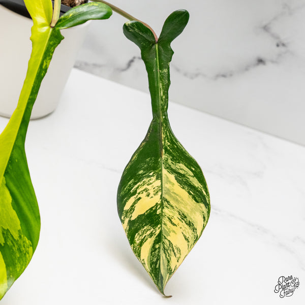 Philodendron 'Joepii' Variegated (wk49-B)