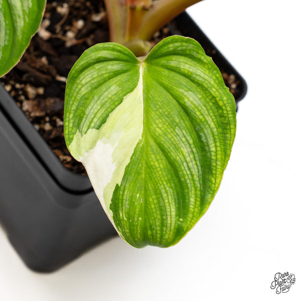 Philodendron Mamei Albo Variegated (wk43-H)