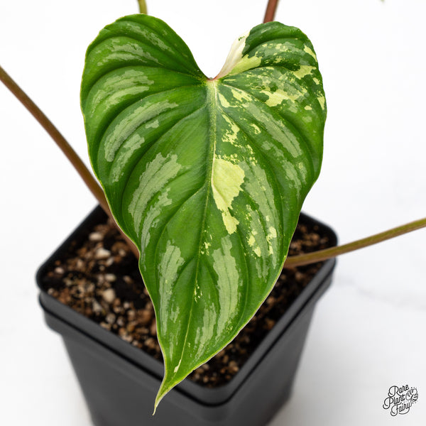 Philodendron Mamei Albo Variegated (wk43-H)