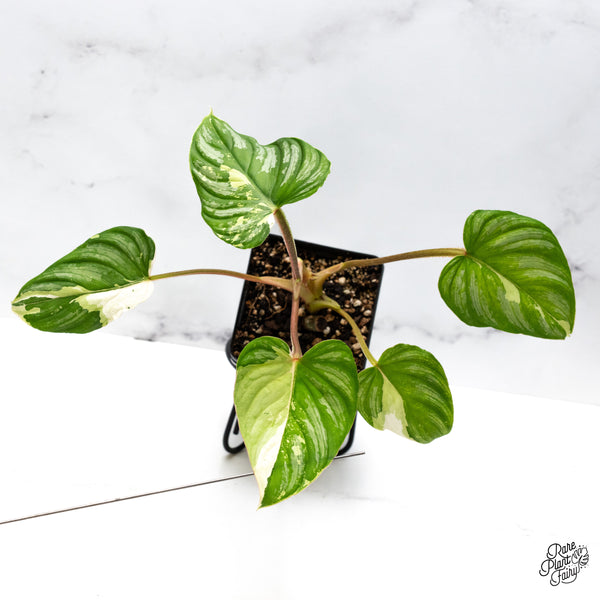 Philodendron Mamei Albo Variegated (wk43-H)