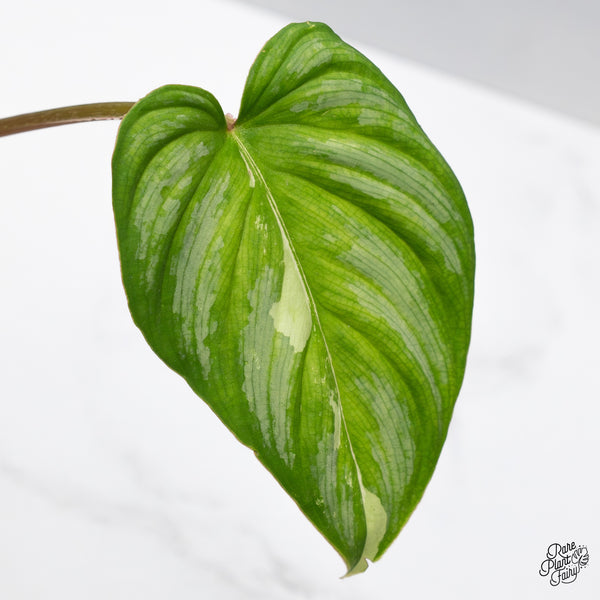 Philodendron Mamei Albo Variegated (wk43-H)