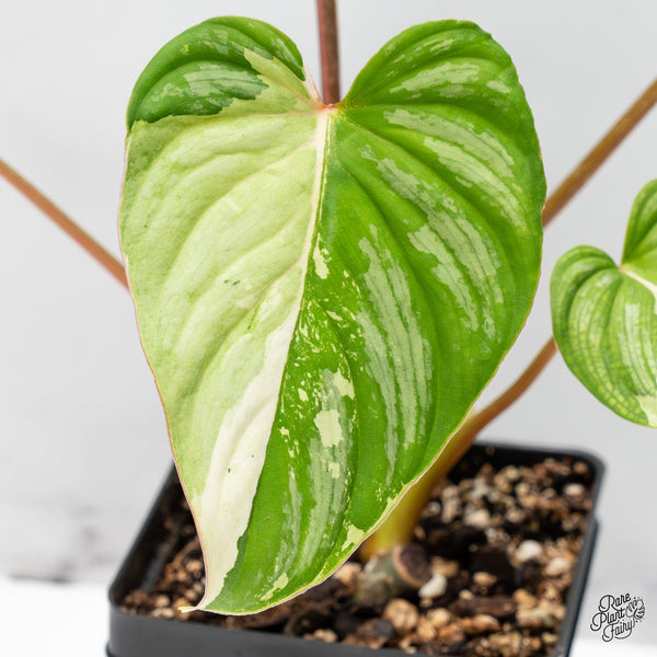 Philodendron Mamei Albo Variegated (wk43-H)