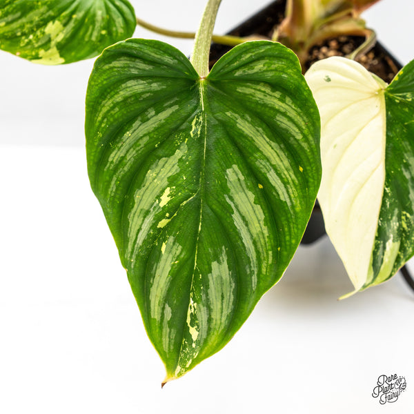 Philodendron Mamei Albo Variegated (wk51-H)