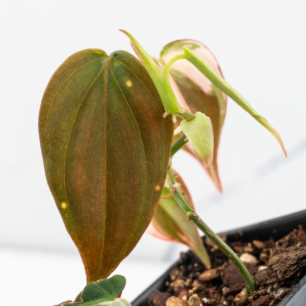 Philodendron Micans Albo/Pink Variegated (wk46-H)