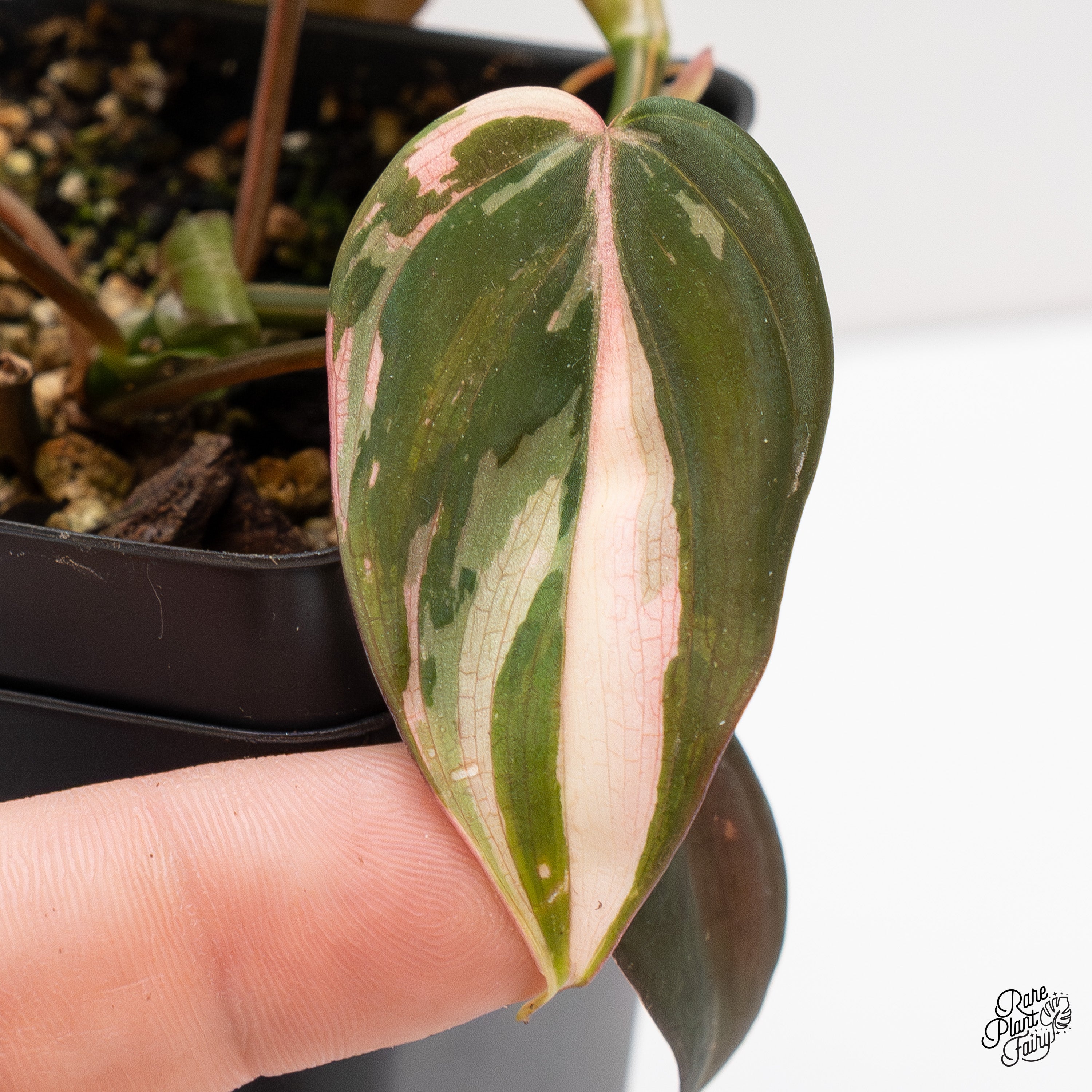 その他観葉植物 philodendron micans pink variegata Philodendron Micans Albo/Pink Variegated (wk41-P) – Rare Plant Fairy